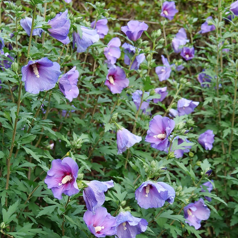 2 Gallon Hibiscus Shrub C7724