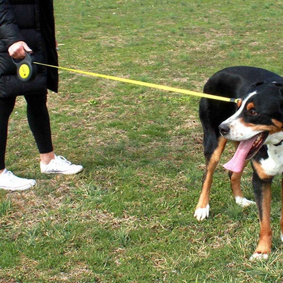 Retractable Leash B400