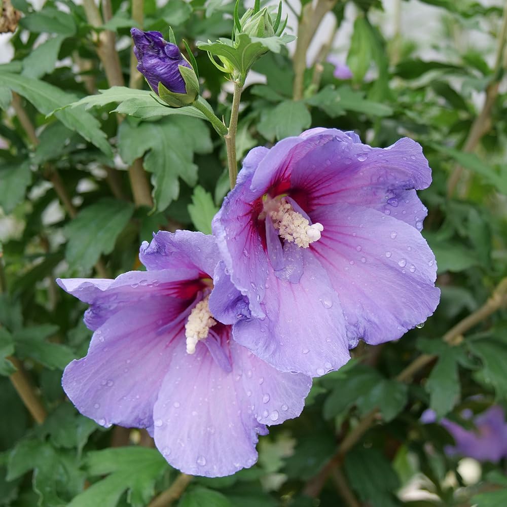 2 Gallon Hibiscus Shrub C7724