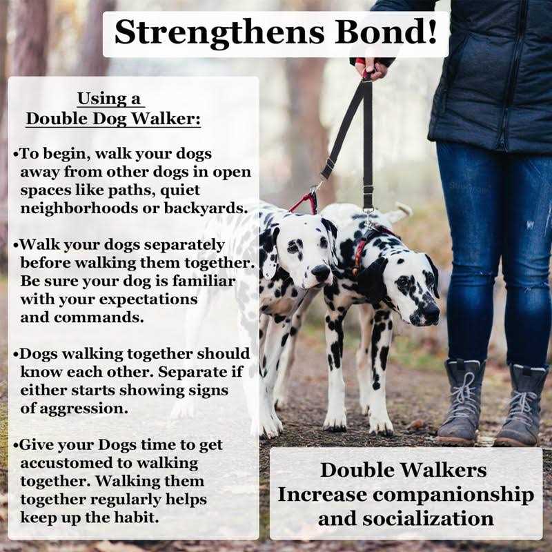 Double Dog Walker Leash, 16-24 Inches, Adjustable, Tin Alloy Snaps Z83392