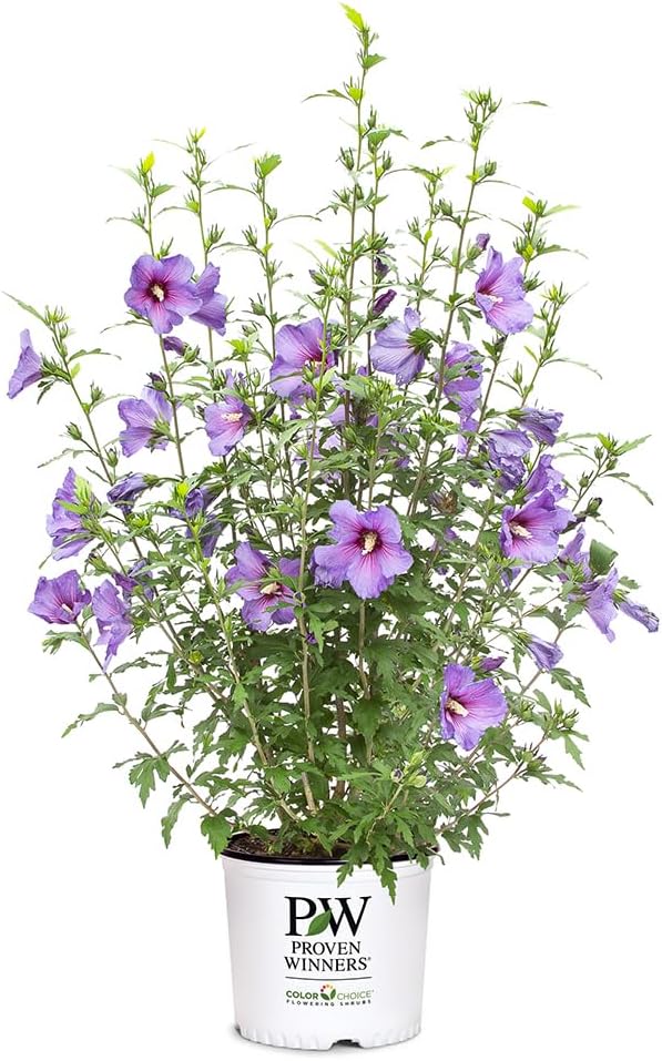 2 Gallon Hibiscus Shrub C7724