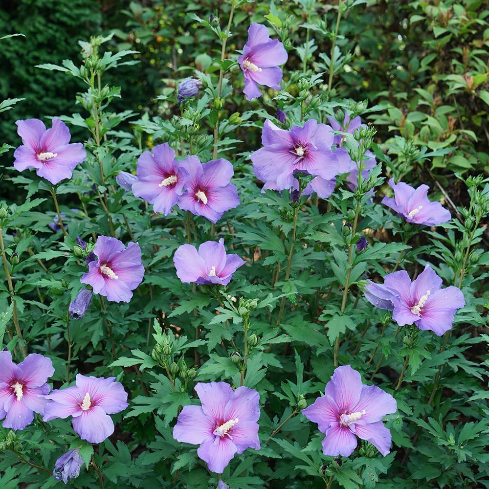 2 Gallon Hibiscus Shrub C7724