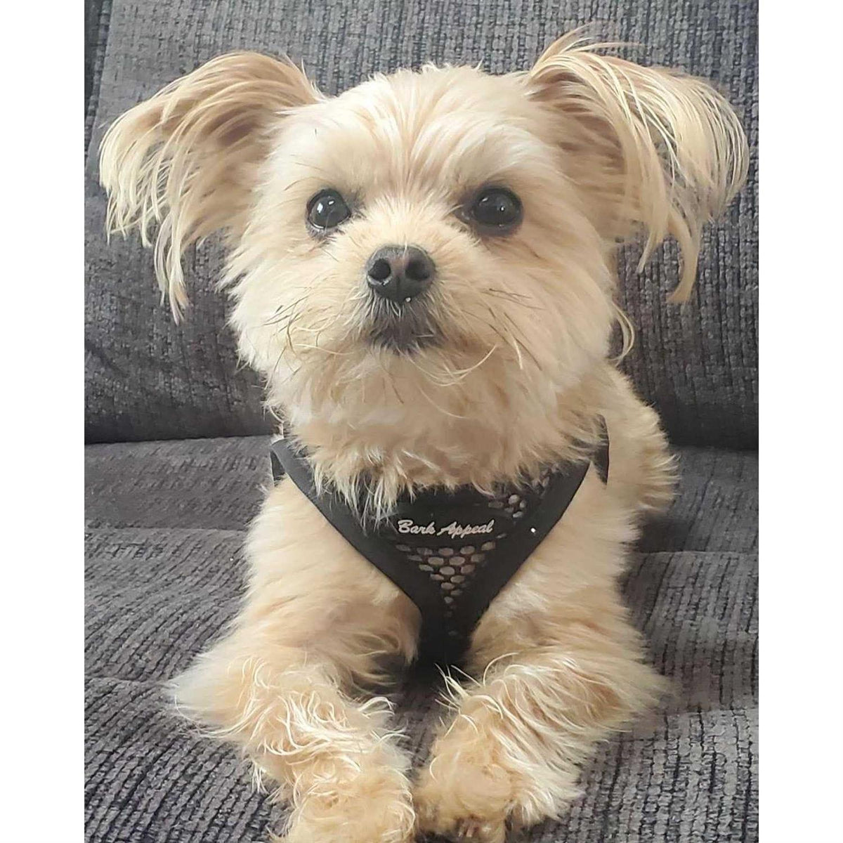 Mesh Harness M342