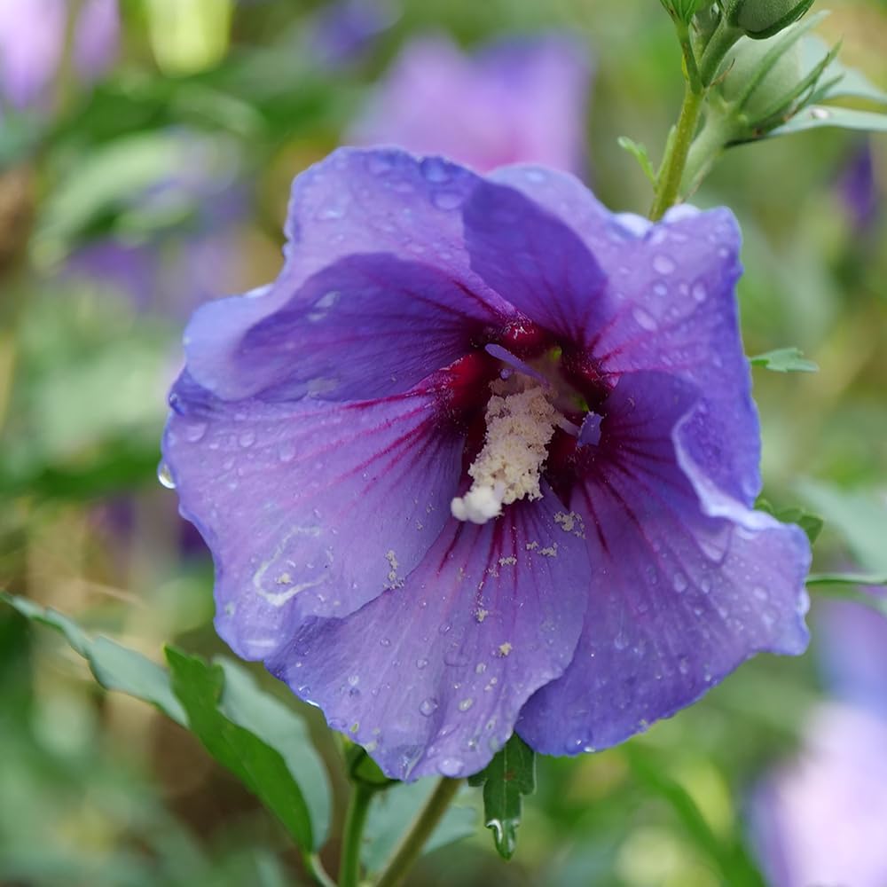 2 Gallon Hibiscus Shrub C7724