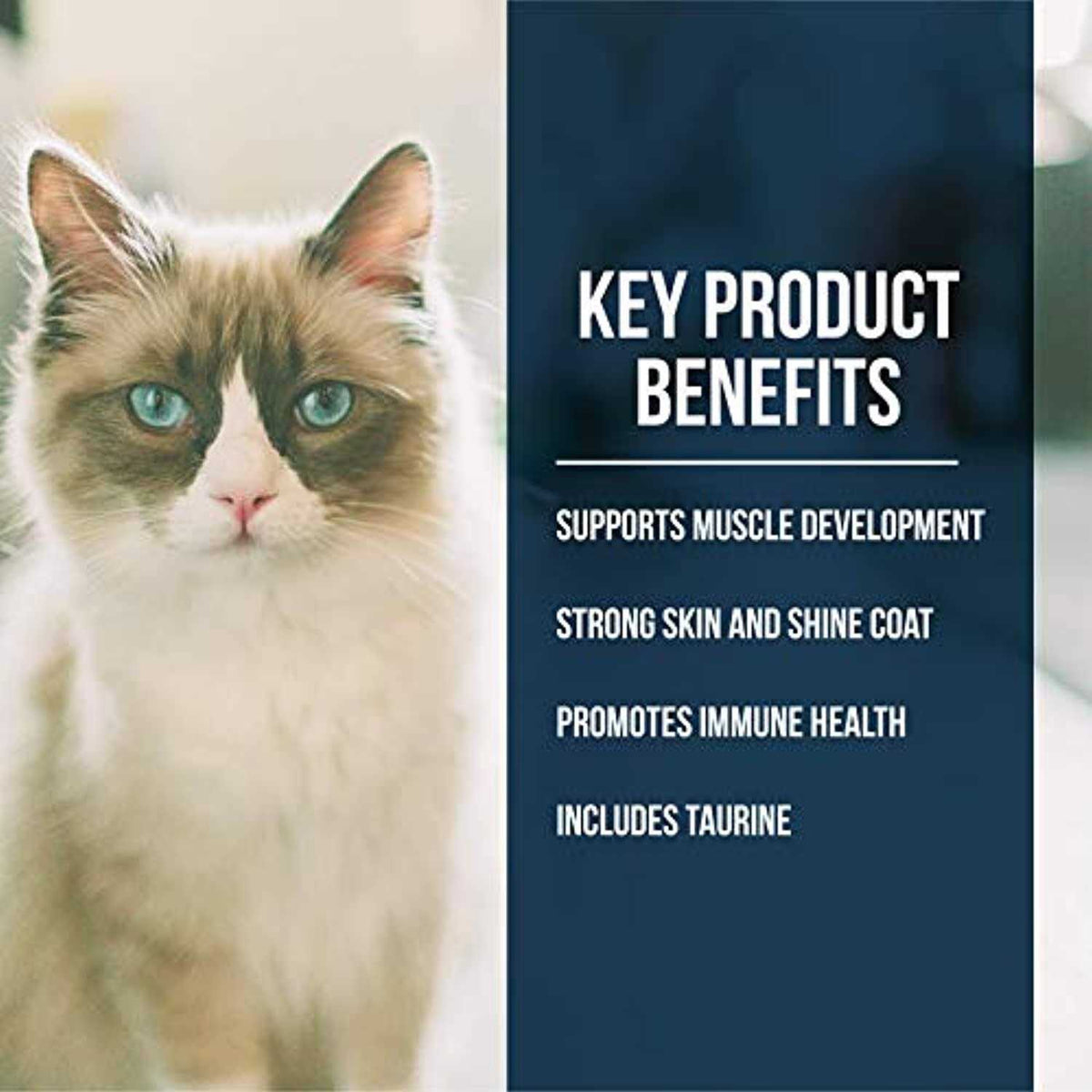 Dry Cat Food Market Fresh Salmon V88667