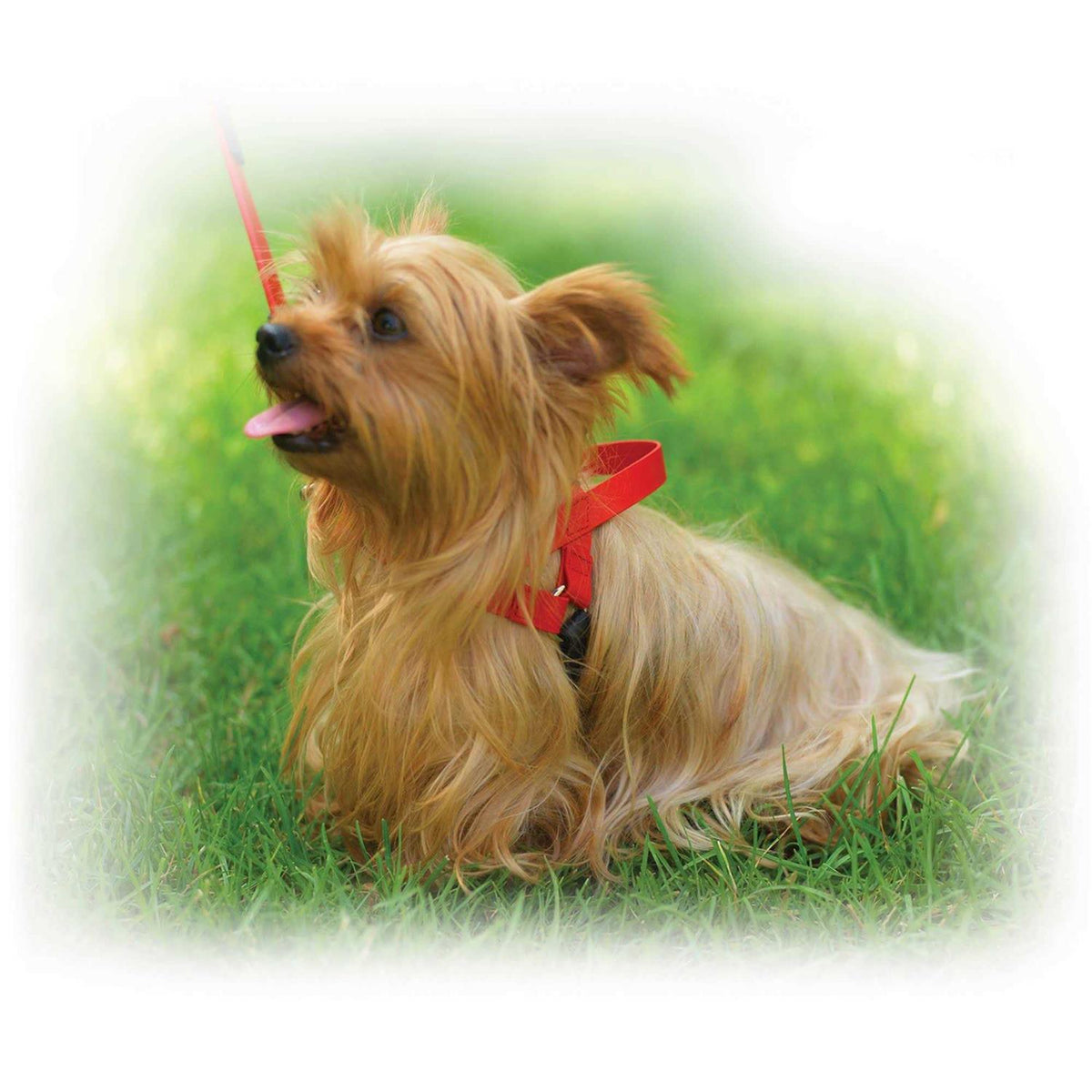 Pet Harness L92629