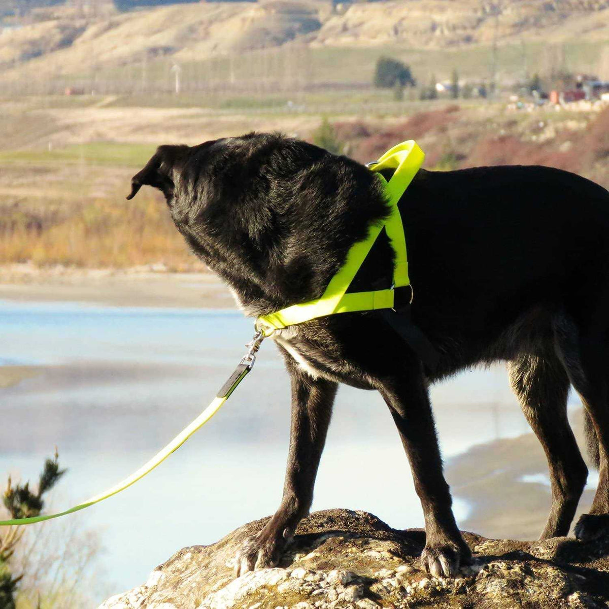 Pet Harness L92629